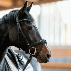 Mors à olive double brisure Dynamic RS Sensogan Sprenger porté par un cheval