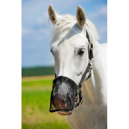 Protège naseaux anti-insectes Norton sur un cheval en licol