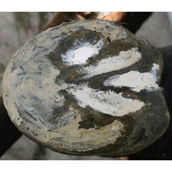 Pot de mastic pour sabots Artimud 300 g Red Horse sur la fourchette du sabot d'un cheval