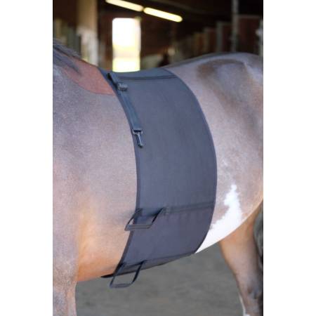 Bande de respect Norton sur un cheval sans selle vue de 3 quarts