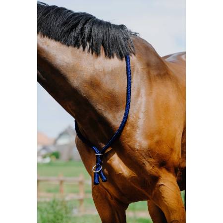 Collier éthologique Norton bleu roi sur l'encolure d'un cheval