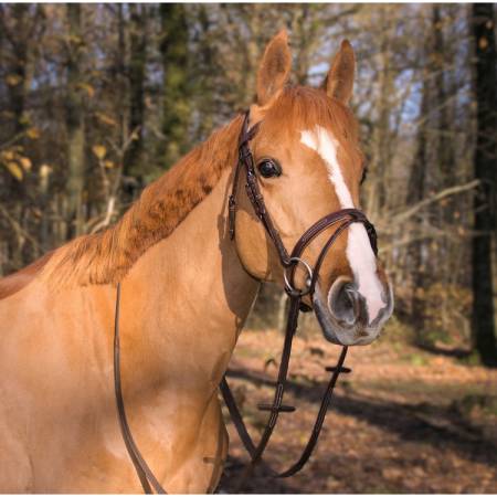 Filet ergonomique à pont Manet T de T havanne sur un cheval