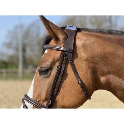 Zoom sur le haut du filet ergonomique à pont Raphaël T de T havane sur un cheval