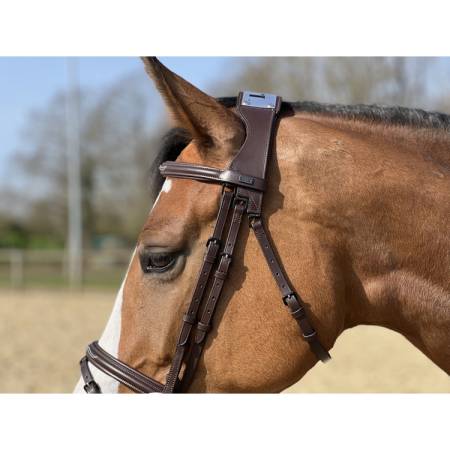 Zoom sur le haut du filet ergonomique à pont Raphaël T de T havane sur un cheval