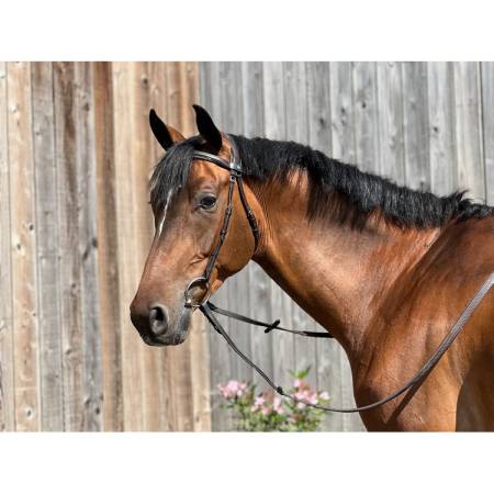 Filet essentiel confort sans muserolle T de T havane sur un cheval