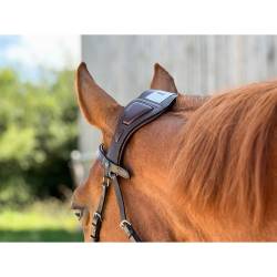 Zoom sur le pont du filet Essentiel à pont T de T havane sur un cheval