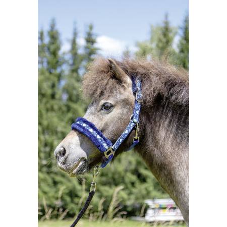 Licol Heart HKM bleu sur un poney shetland