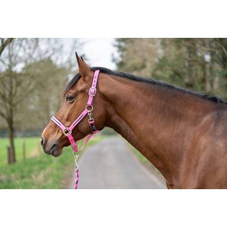 Ensemble licol et longe Crystal HKM rose sur un poney vue de profil
