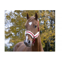 Licol mouton Teddy Norton rouge porté par un cheval