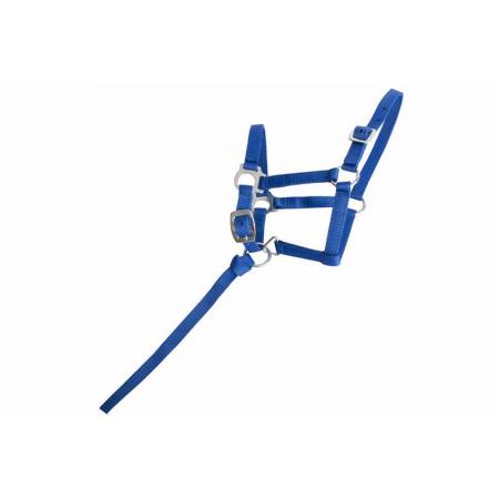 Licol pour foal T de T bleu