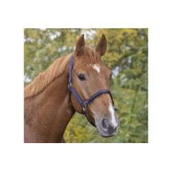 Licol Tendance Equithème marine porté par un cheval
