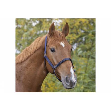 Licol Tendance Equithème marine porté par un cheval