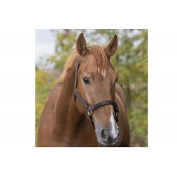 Licol Tendance Equithème marron porté par un cheval