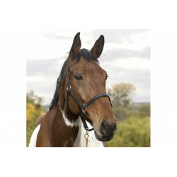 Licol Tendance Equithème noire porté par un cheval