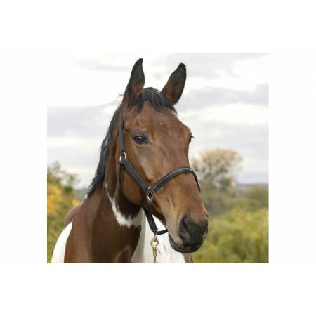 Licol Tendance Equithème noire porté par un cheval