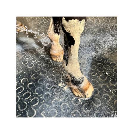 Rinçage de la pâte d'argile Soulage Douleur-Coup-Contusion Nutragile sur les membres de cheval