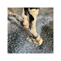 Rinçage de la pâte d'argile Détox-Relaxante Nutragile sur les membres d'un cheval