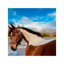 Pâte d'argile Détox-Relaxante Nutragile posée sur l'encolure et le dos d'un cheval
