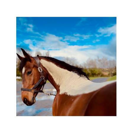 Pâte d'argile Détox-Relaxante Nutragile posée sur l'encolure et le dos d'un cheval