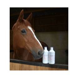 Bidon vitalité Immunité Liquide Nutragile posé sur le box d'un cheval