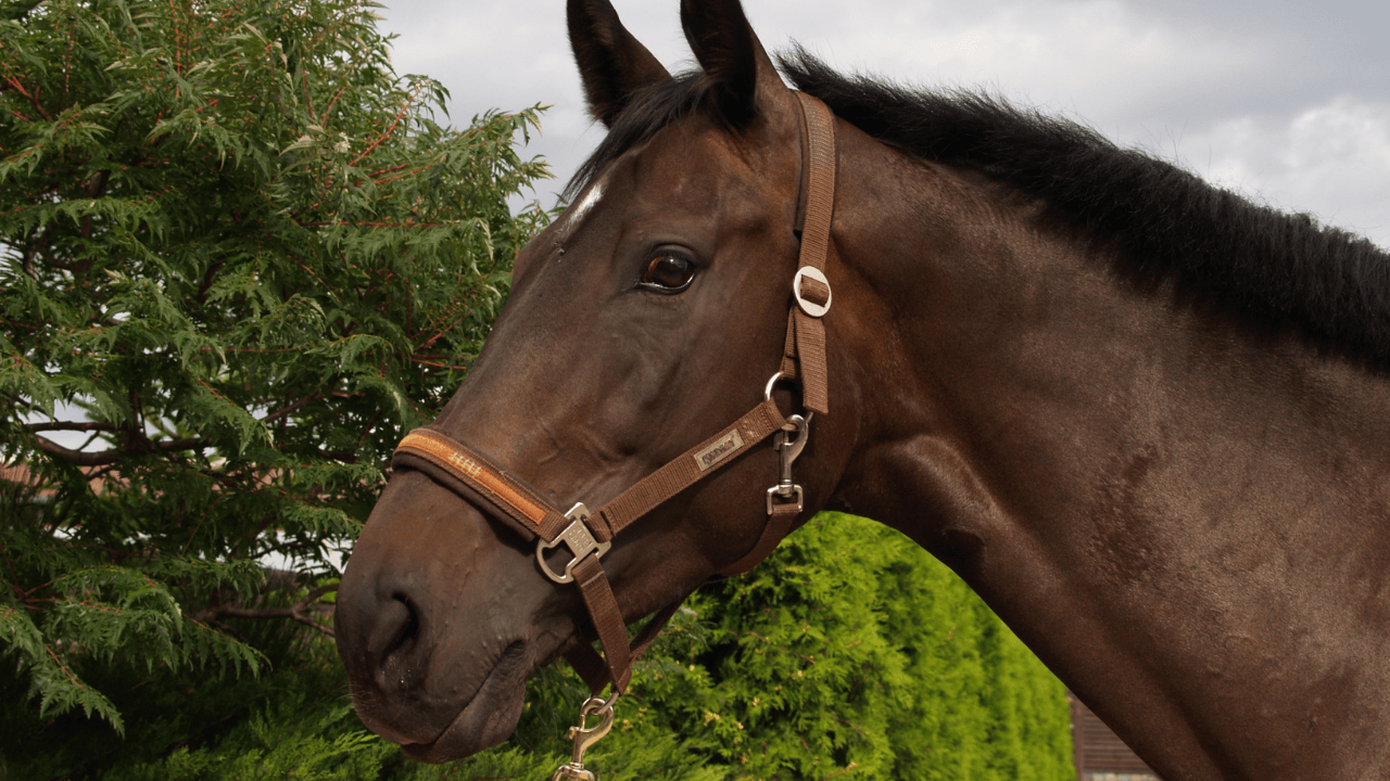 cheval avec un licol
