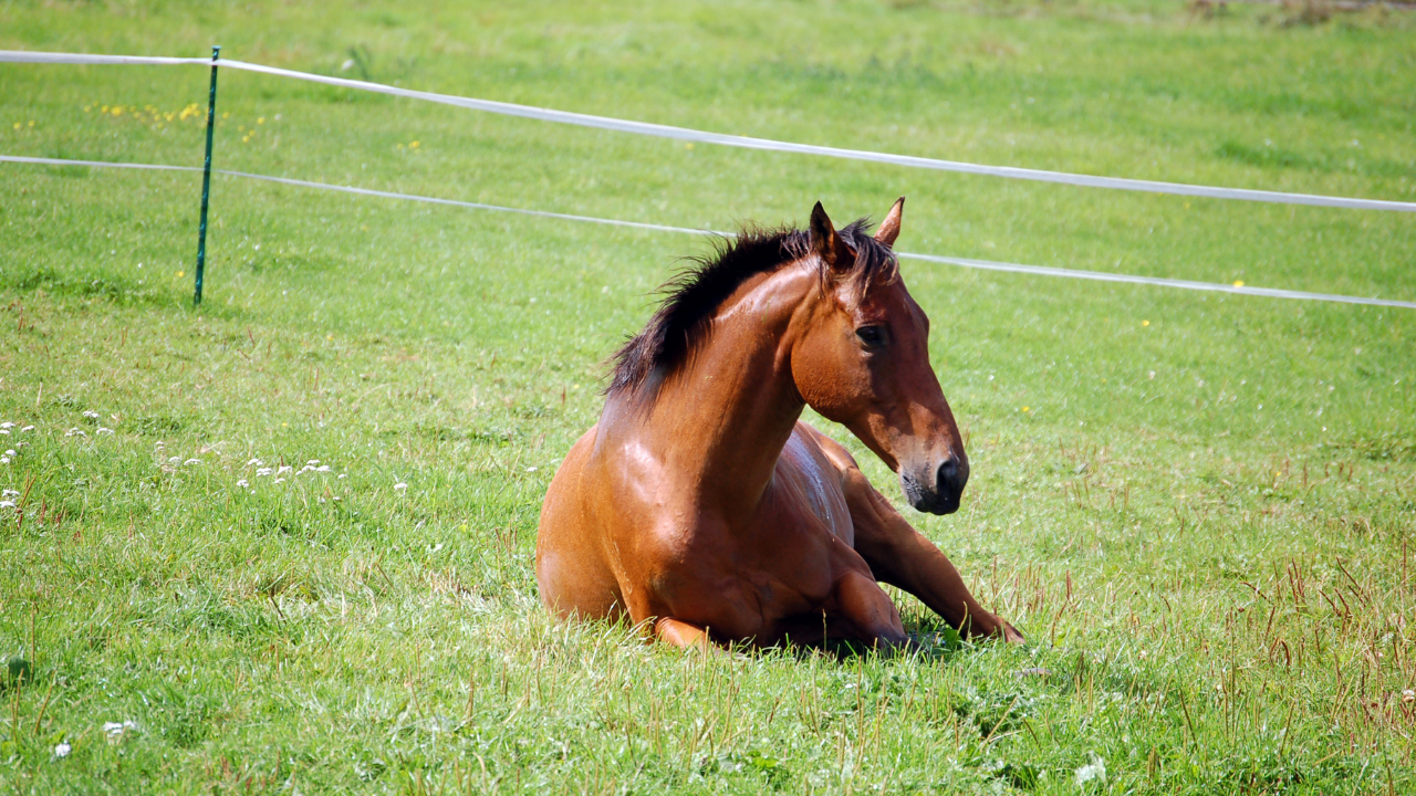 Un cheval au repos