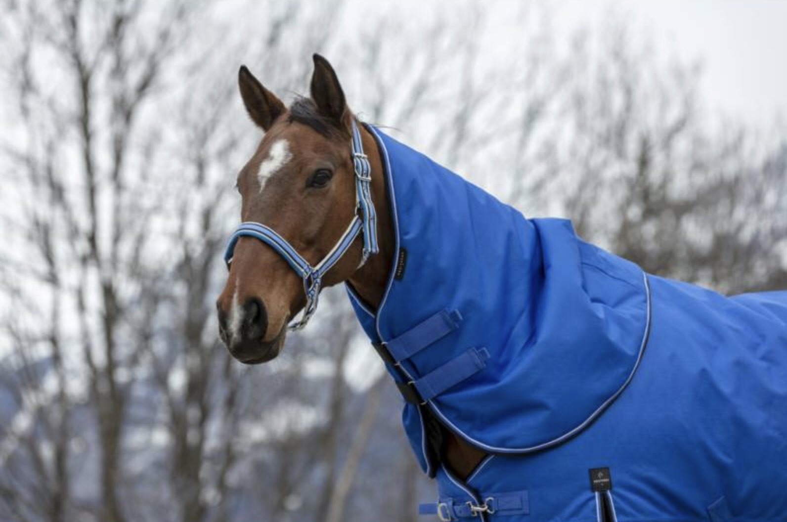 exemple de couvre cou pour un cheval