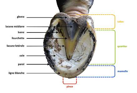 anatomie du pied du cheval
