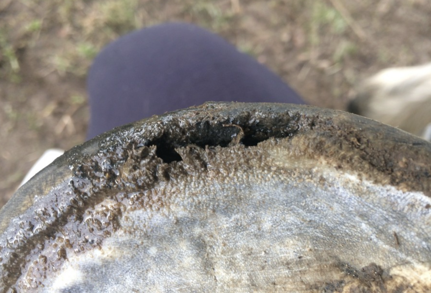 Exemple fourmillère sabot cheval