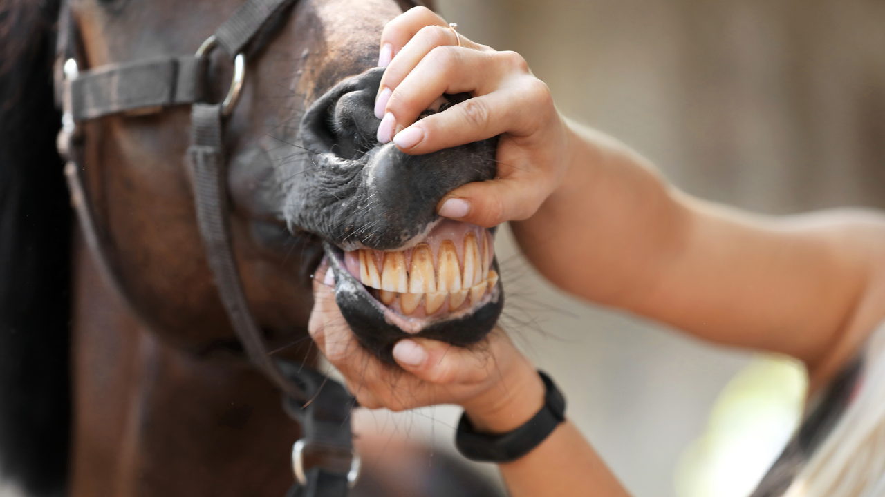 Un examen des dents du cheval