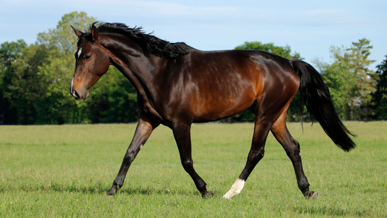Les Diff rentes Robes Des Chevaux