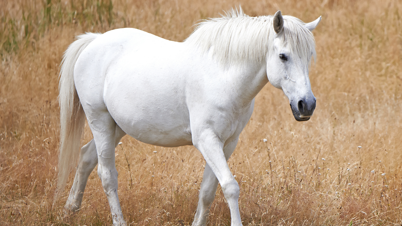 Le cheval Blanc