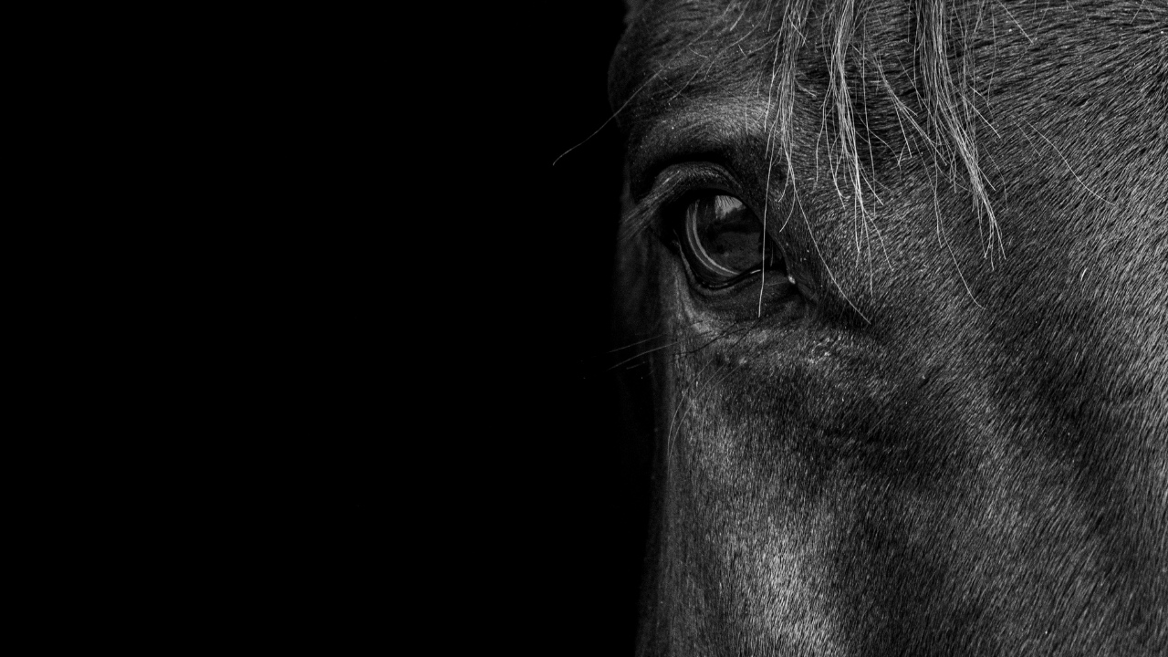 Robe de cheval noire