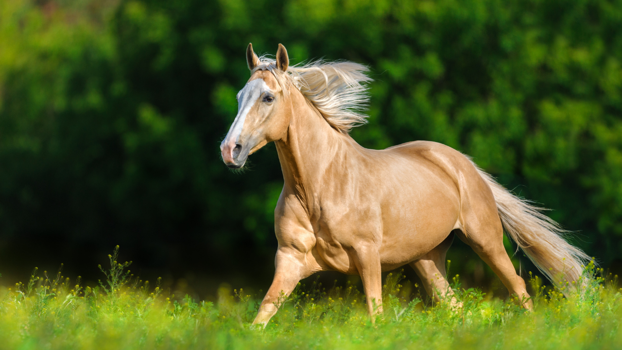 Cheval Pie Roux Les différentes robes des chevaux