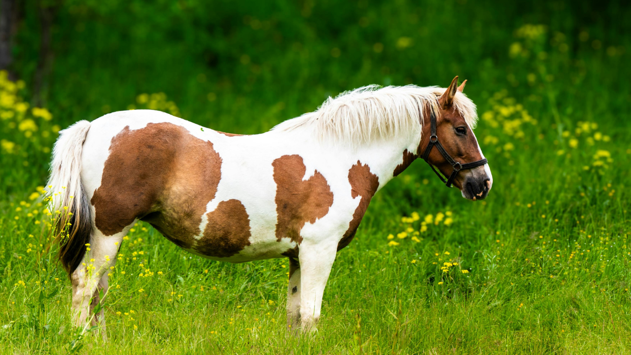 Cheval Pie Roux Les différentes robes des chevaux