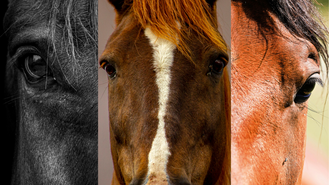 Les robes des chevaux