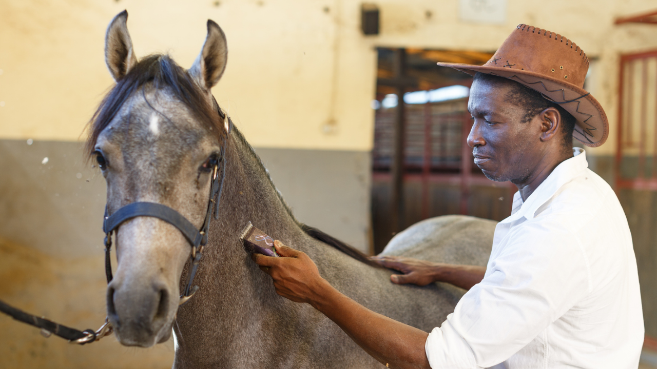 Un homme en train de tondre un cheval