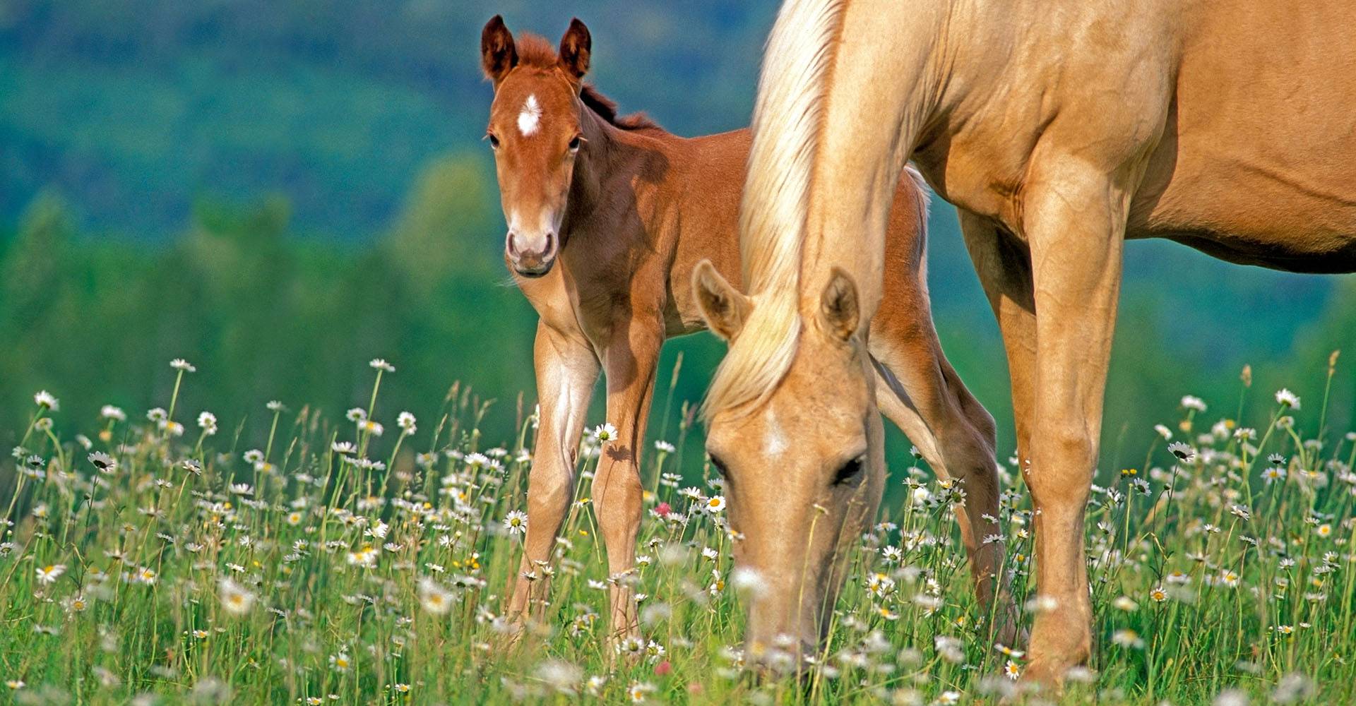 Le Guide Des Plantes Toxiques Pour Les Chevaux Et Poneys Le Guide Des Plantes Toxiques Pour Les Chevaux Et Poneys